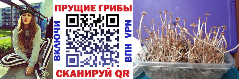 Псилоцибиновые грибы ЛСД  закладка  Касимов 